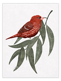 Wandbild  Bengalischer roter Vogel - EL BUEN LIMÒN