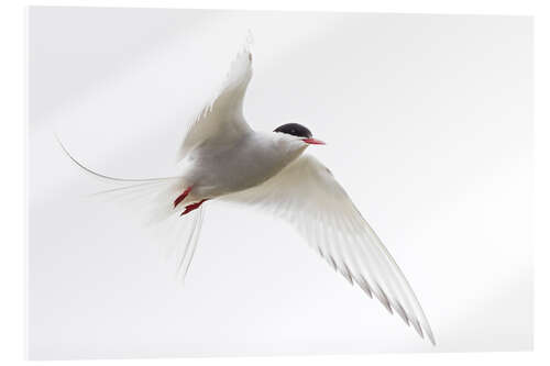 Quadro em acrílico Arctic tern