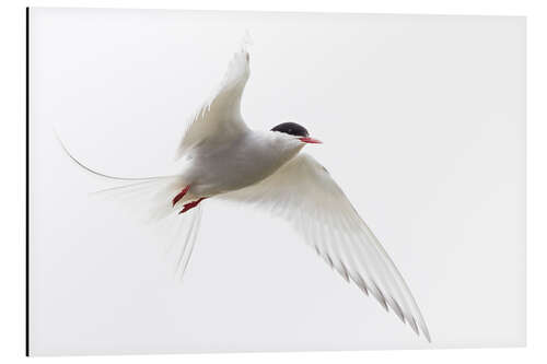 Tableau en aluminium Arctic tern