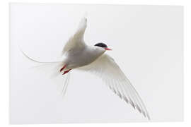 Foam board print Arctic tern