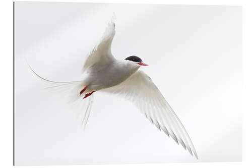 Gallery print Arctic tern