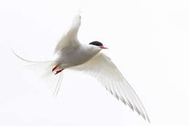 Magnettafel Küstenseeschwalbe