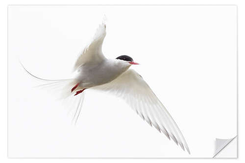 Selvklebende plakat Arctic tern