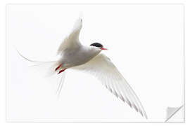 Muursticker Arctic tern