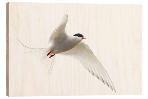 Wood print Arctic tern