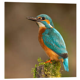 Cuadro de metacrilato Kingfisher portrait