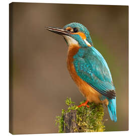 Canvas print Kingfisher portrait