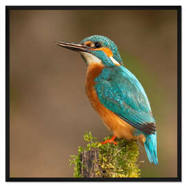 Gerahmter Kunstdruck Eisvogelporträt