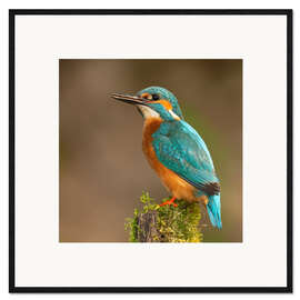 Inramat konsttryck Kingfisher portrait