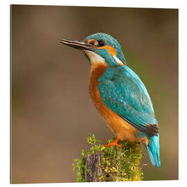 Gallery print Kingfisher portrait