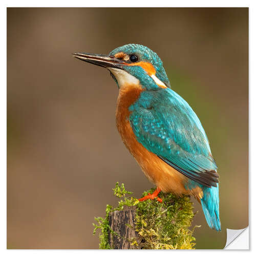 Naklejka na ścianę Kingfisher portrait