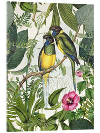 Acrylglasbild  Tropische Vögel III - Andrea Haase