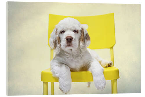 Stampa su vetro acrilico Clumber Spaniel Puppy