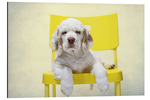 Alubild Clumber Spaniel Welpe