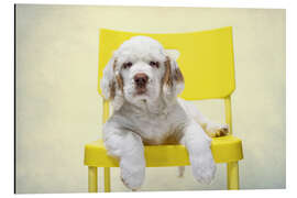 Aluminiumtavla Clumber Spaniel Puppy