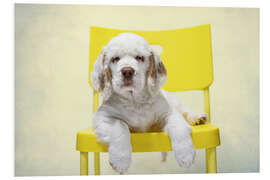 Foam board print Clumber Spaniel Puppy