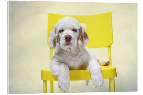 Galleriprint Clumber Spaniel Puppy