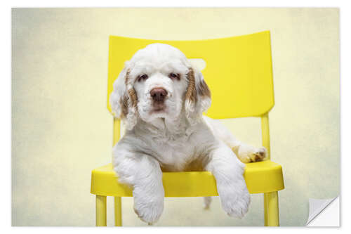 Sticker mural Clumber Spaniel Puppy