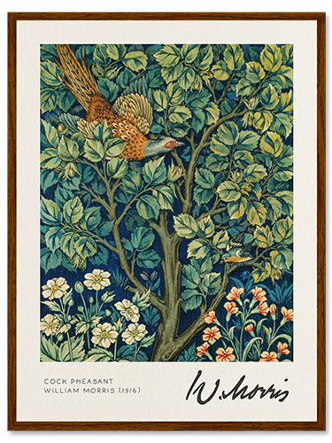 Poster Cock Pheasant
