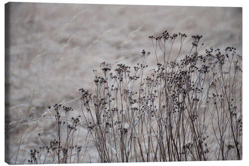 Quadro em tela Dried flowers and blossoms against a beige gray golden field