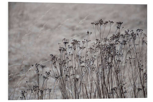 Foam board print Dried flowers and blossoms against a beige gray golden field