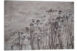 Gallery print Dried flowers and blossoms against a beige gray golden field