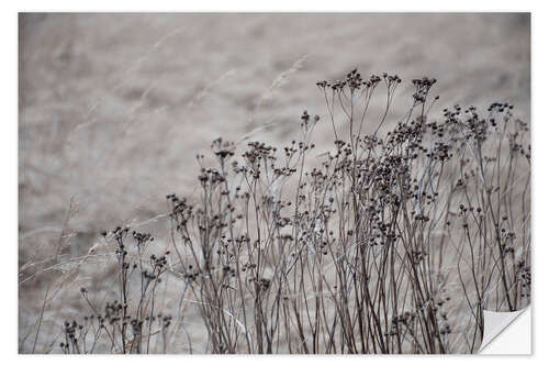 Vinilo para la pared Dried flowers and blossoms against a beige gray golden field