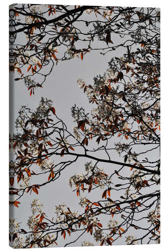 Lerretsbilde Blossoms and spring branches on grey