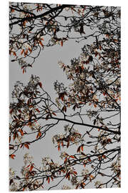 Stampa su PVC Blossoms and spring branches on grey