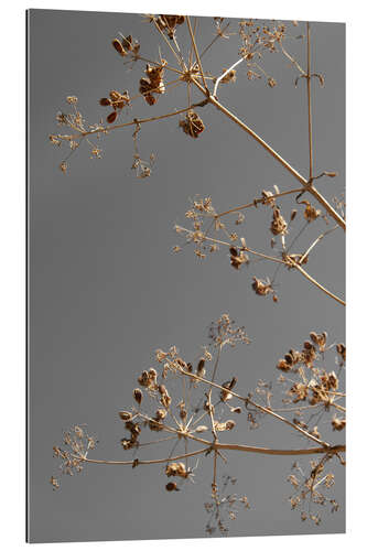 Tableau en plexi-alu Dried flowers and branches kissed by the sun