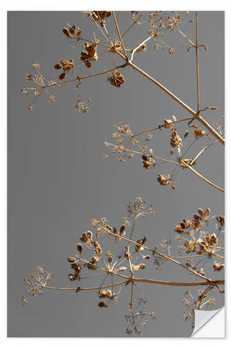 Sticker mural Dried flowers and branches kissed by the sun