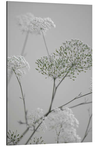 Tableau en aluminium White flowers and flowering branches on grey