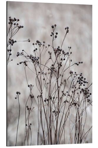 Tableau en aluminium Blossom branches in the beige, golden field