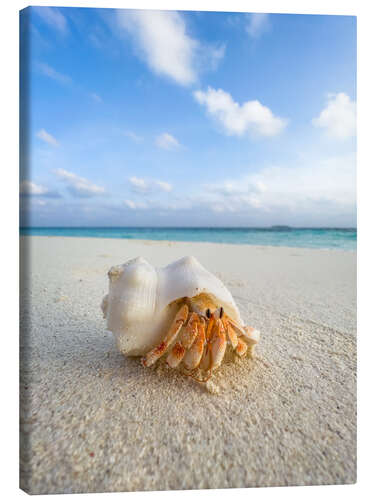 Canvas-taulu Hermit crab on the beach