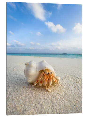 Gallery print Hermit crab on the beach