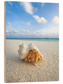 Hout print Hermit crab on the beach