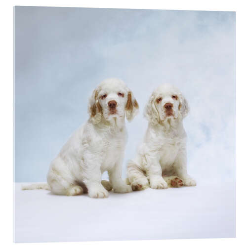 Acrylic print Cute Clumber Spaniel puppies