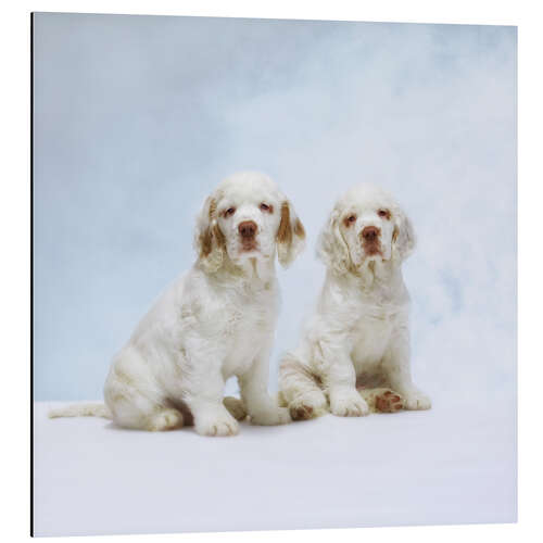 Aluminium print Cute Clumber Spaniel puppies