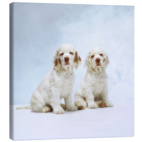 Canvas print Cute Clumber Spaniel puppies