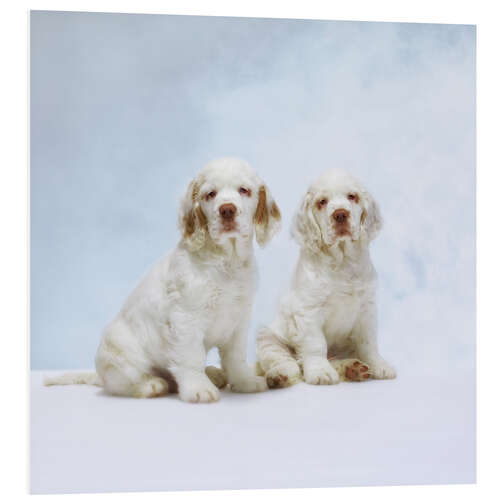 Foam board print Cute Clumber Spaniel puppies