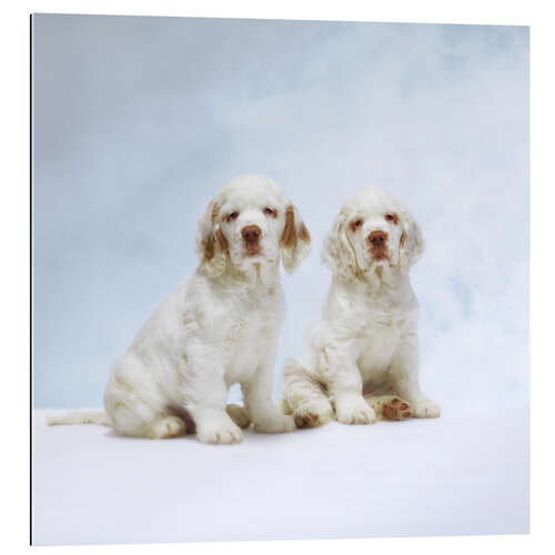 Gallery Print Knuffige Clumber Spaniel Welpen