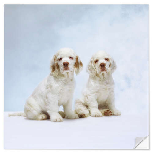 Sticker mural Cute Clumber Spaniel puppies