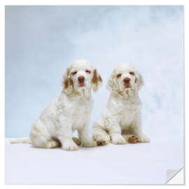 Wall sticker Cute Clumber Spaniel puppies