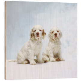 Cuadro de madera Cute Clumber Spaniel puppies