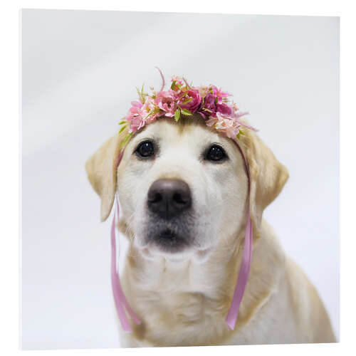 Cuadro de metacrilato Labrador with wreath of flowers