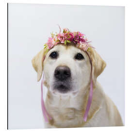 Cuadro de aluminio Labrador with wreath of flowers