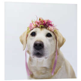 Foam board print Labrador with wreath of flowers