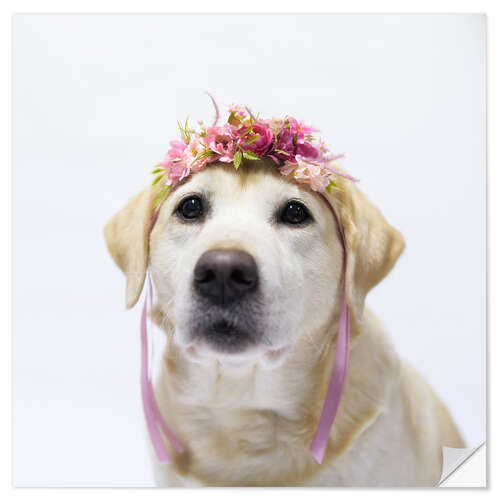 Vinilo para la pared Labrador with wreath of flowers