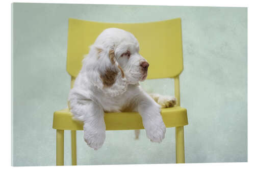 Acrylglas print Cute Clumber Spaniel Puppy