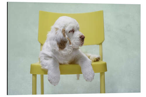 Aluminium print Cute Clumber Spaniel Puppy